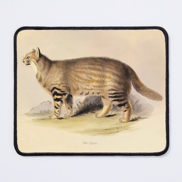 Item preview, 1838 Vintage Illustration of Pampas cat (Felis Pajeros)  designed and sold by Gin  Neko.