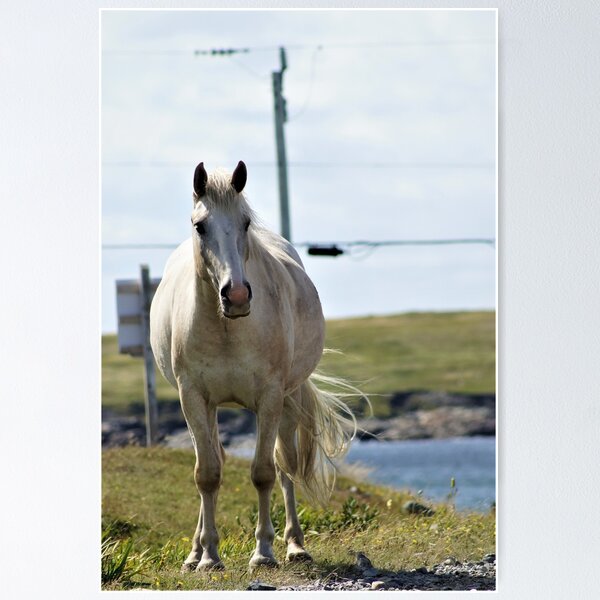 Item preview, Horse designed and sold by ZombieOverLoad.