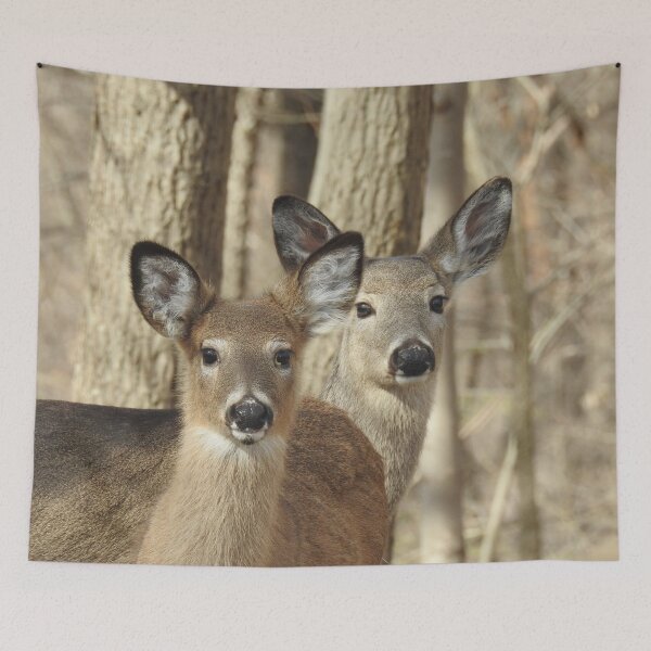 Item preview, Whitetail deer, doe and babe, wildlife photography designed and sold by Sandra O'Toole.
