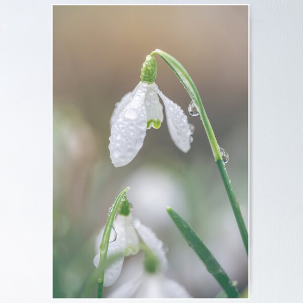 Dew Drops on Snowdrops Poster