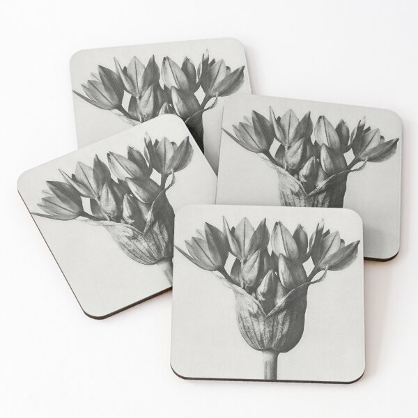 Item preview, Ornamental Onion (Allium) Vintage Botanical Print by Karl Blossfeldt designed and sold by Pretty  Pixel.