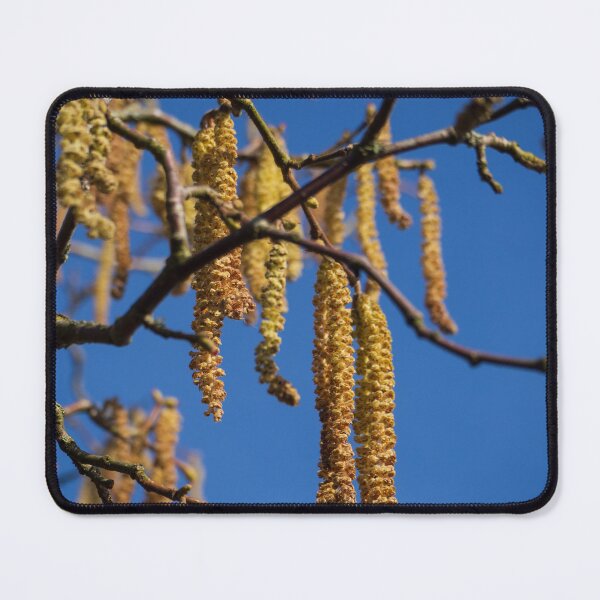 Item preview, Hazel catkins hanging high designed and sold by Josie Gilbert.