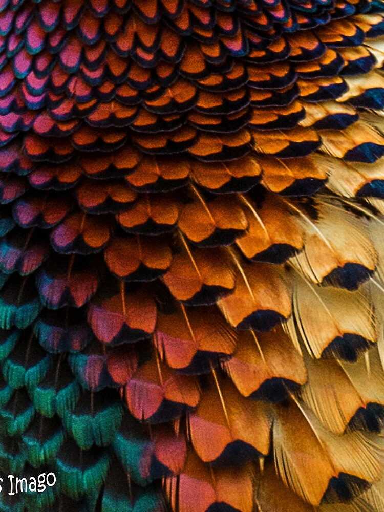 Natural World - Pheasant Plumage III by AliusImago