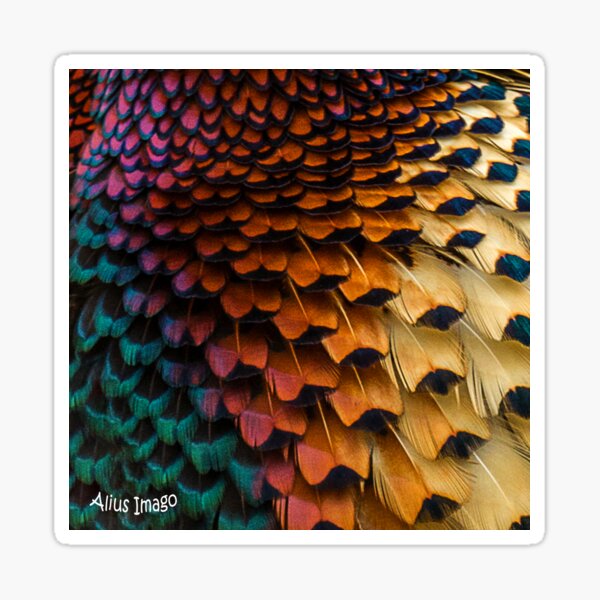 Item preview, Natural World - Pheasant Plumage III designed and sold by Alius Imago.