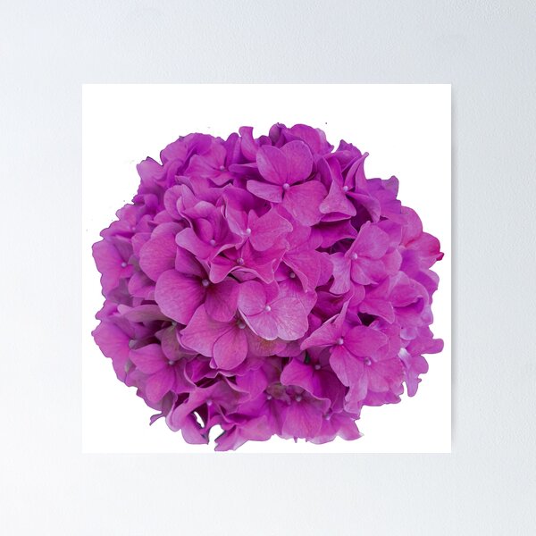 Item preview, Romantic purple pink blue magenta cottage core floral pink hydrangea pink flower pink floral  designed and sold by hollycooper.