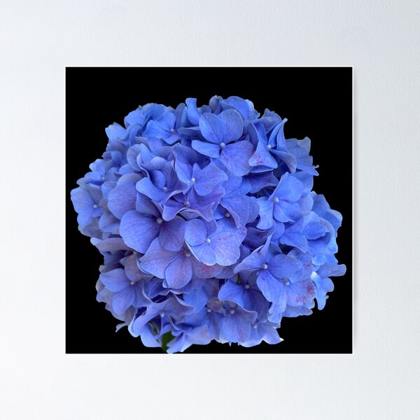 Item preview, Romantic purple blue cottage core floral | Periwinkle hydrangea, blue flower, blue floral  designed and sold by hollycooper.