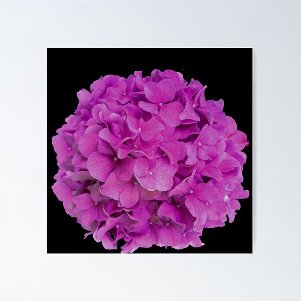 Item preview, Romantic purple pink blue cottage core floral pink hydrangea pink flower pink floral  designed and sold by hollycooper.