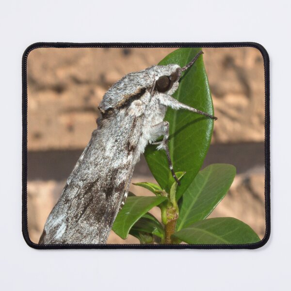 Item preview, The Moth designed and sold by Geoff Wols.