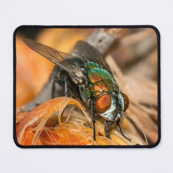 Item preview, The Fly designed and sold by Geoff Wols.