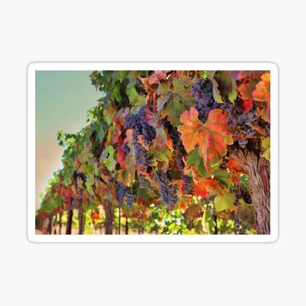 Item preview, Fall Harvest Wine Vineyard with Grapes designed and sold by Stephanie Laird.