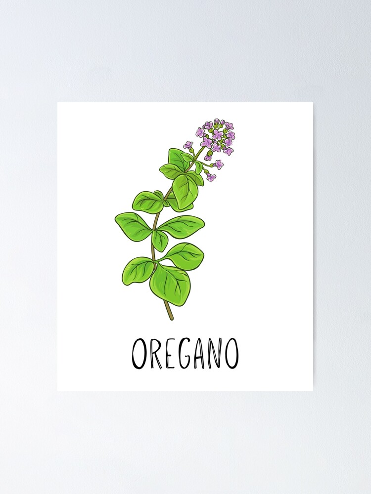 Aromatic Herb designs, themes, templates and downloadable graphic elements  on Dribbble