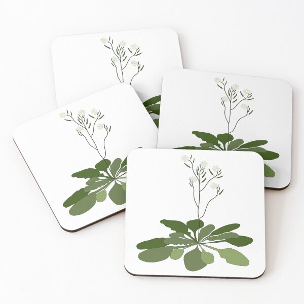 Item preview, Arabidopsis - STEM - Experiment - Floral Illustration  designed and sold by ChloeeChaos.
