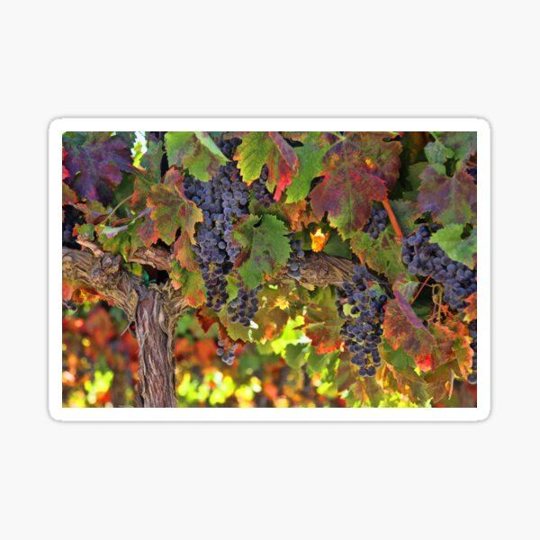 Item preview, Beautiful Wine on the Vine Tuscan Styled Fall Colored Vineyard designed and sold by Stephanie Laird.