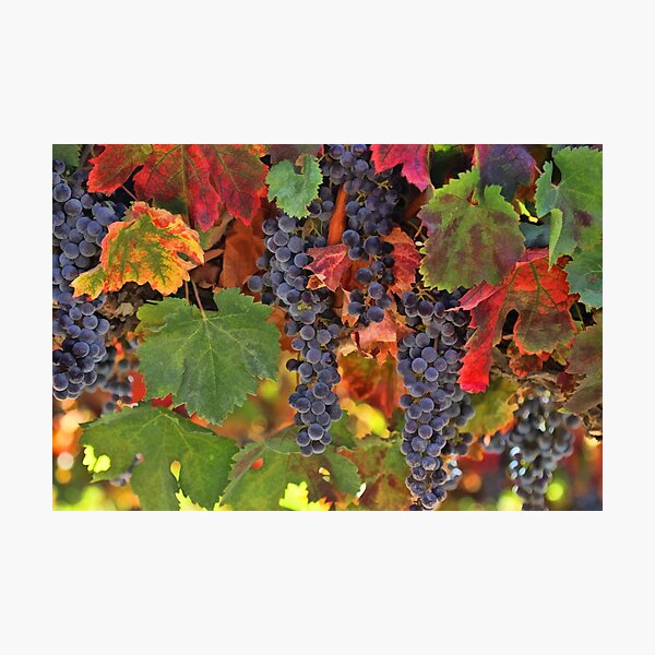 Item preview, Beautiful Harvest Vineyard designed and sold by Stephanie Laird.
