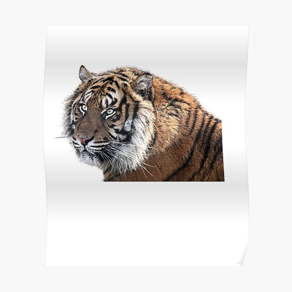 Download Sprueche tigre Free HD Sprueche Tigre