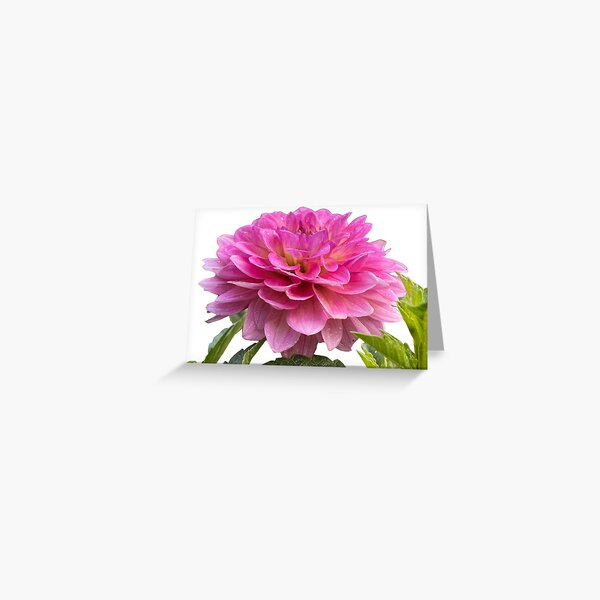 Item preview, Pink Dahlia designed and sold by Laurism.