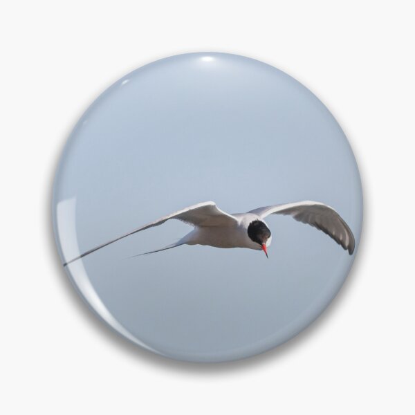 Item preview, Common Tern designed and sold by dmlb photography.