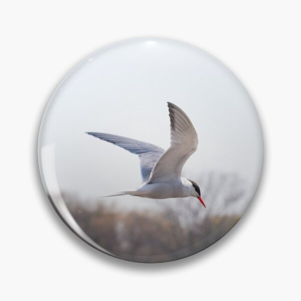 Item preview, Common Tern designed and sold by dmlb photography.