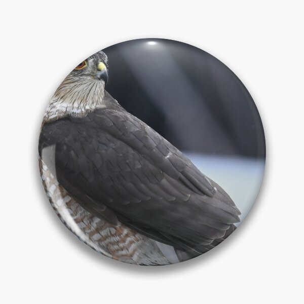 Item preview, Sharp shinned hawk designed and sold by ladywithacamera.