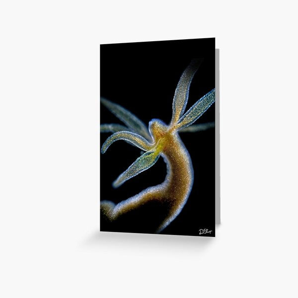Hydra Greeting Card