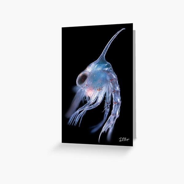 Marine planktonic larva Greeting Card