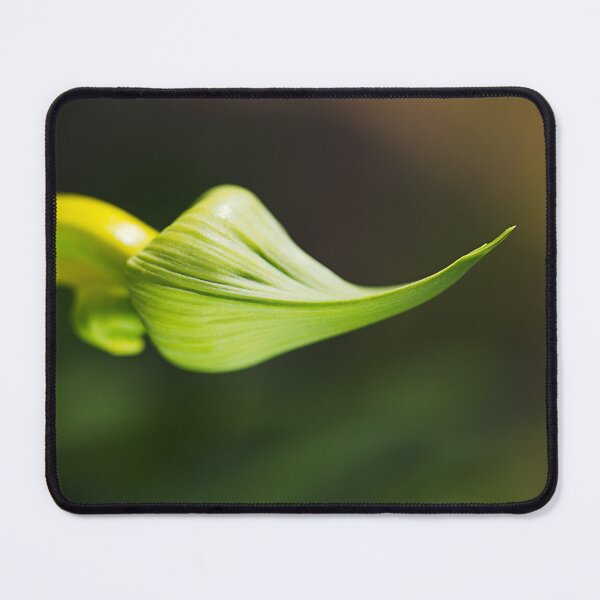 Item preview, Lily Of The Nile Scoop Mouth designed and sold by Joy Watson - Natural Light Photography .