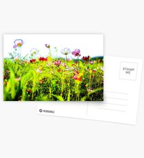Flowers and Pastels Postcards