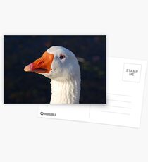 Embden Goose Postcards