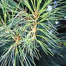 Needles of Spruce by znamenski