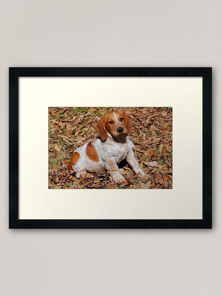 Beagle Basset Hound Mix Breed Dog Framed Art Print By Kyme