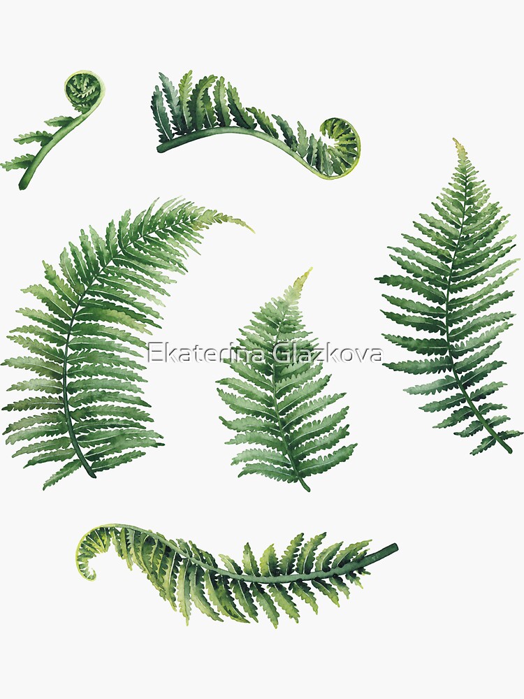 Watercolor fern leaves by Glazkova