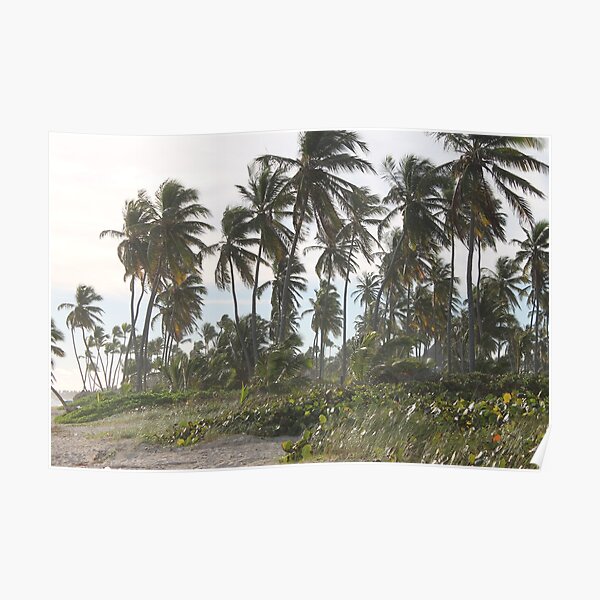 #Palm #trees, #tropical #beach, tree, water, nature, sand, summer Poster
