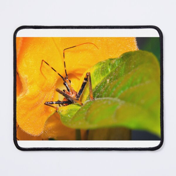 Item preview, Assassin Bug designed and sold by Geoff Wols.