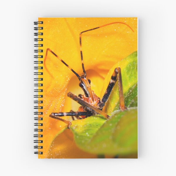Item preview, Assassin Bug designed and sold by Geoff Wols.