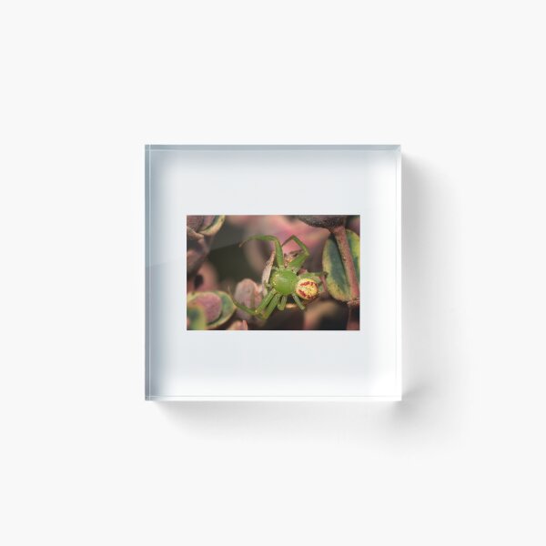 Item preview, Green Jumping Spider designed and sold by Geoff Wols.