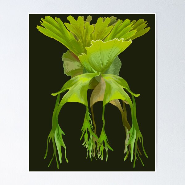 giant staghorn fern illustration - platycerium wandae