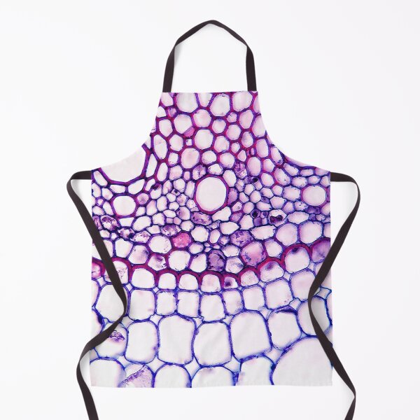 Item preview, corn stem cells; plant anatomy, microscopy designed and sold by everydaybotany.