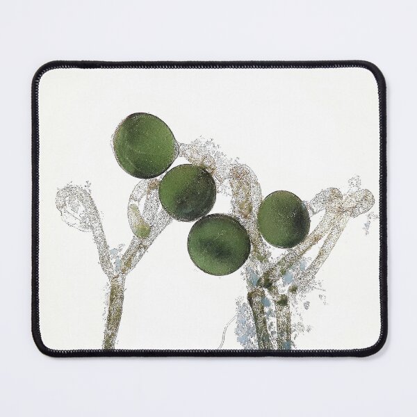 Item preview, alga with reproductive cells; plant anatomy, microscopy designed and sold by everydaybotany.