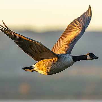 Canada store goose light