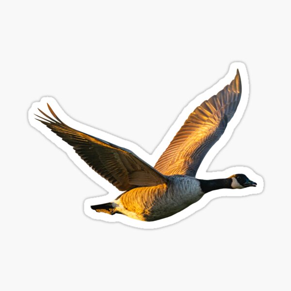 Duck Hunting,Flag,Quack Head,Duck Life,Hunter,Waterfowl,sticker,vinyl decal