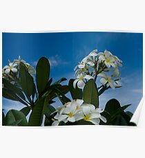 Frangipanis Poster