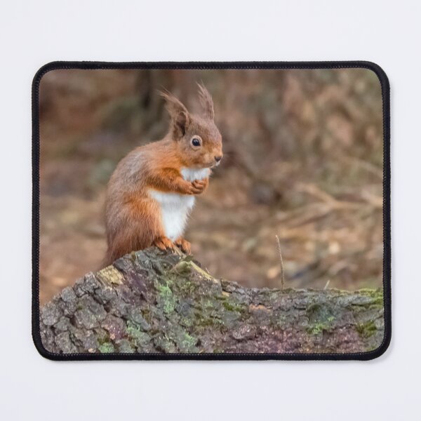 Item preview, Cute red squirrel designed and sold by HaleyRedshaw.
