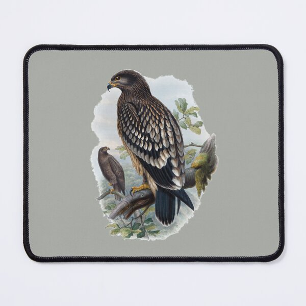 Item preview, Antique Zoology: drawing of spotted eagle (Aquila naevia) designed and sold by AntiqueScience.