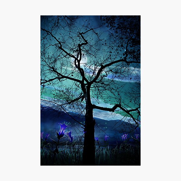 Night Dreams Photographic Print