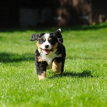Happy Bernese Mountain Dog Puppy Running on the Grass