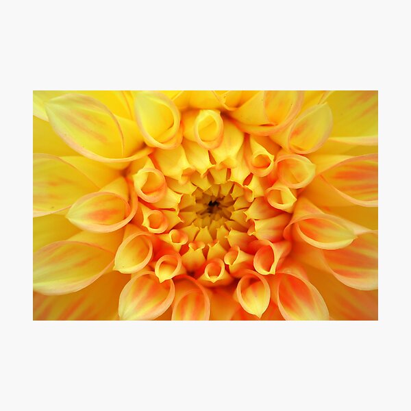 Item preview, Yellow Dahlia designed and sold by Laurel Talabere.