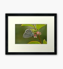 Holly Blue Butterfly Framed Print