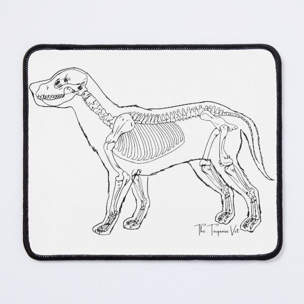 Item preview, Canine Anatomy designed and sold by TheTurquoiseVet.