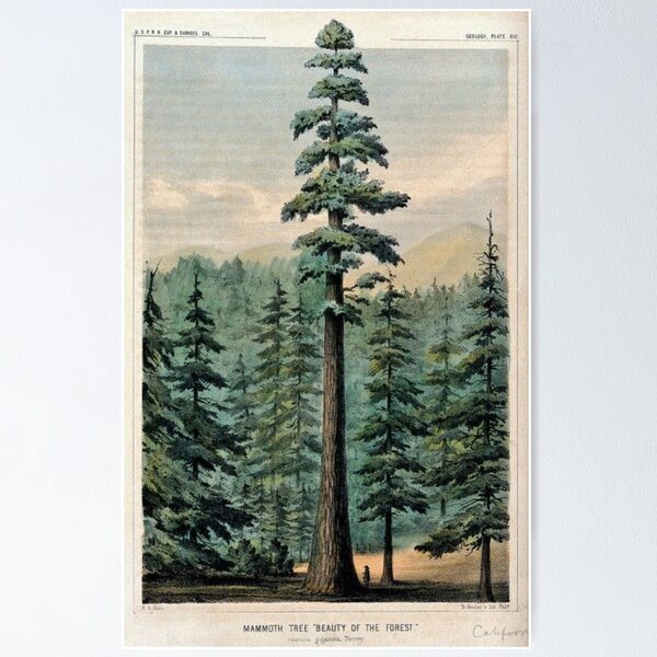 Item preview, Mammoth Tree In Forest designed and sold by DominicMiele.