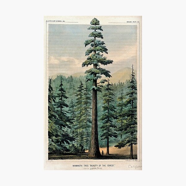 Item preview, Mammoth Tree In Forest designed and sold by DominicMiele.